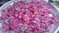اردو یک روزه گلاب گیری